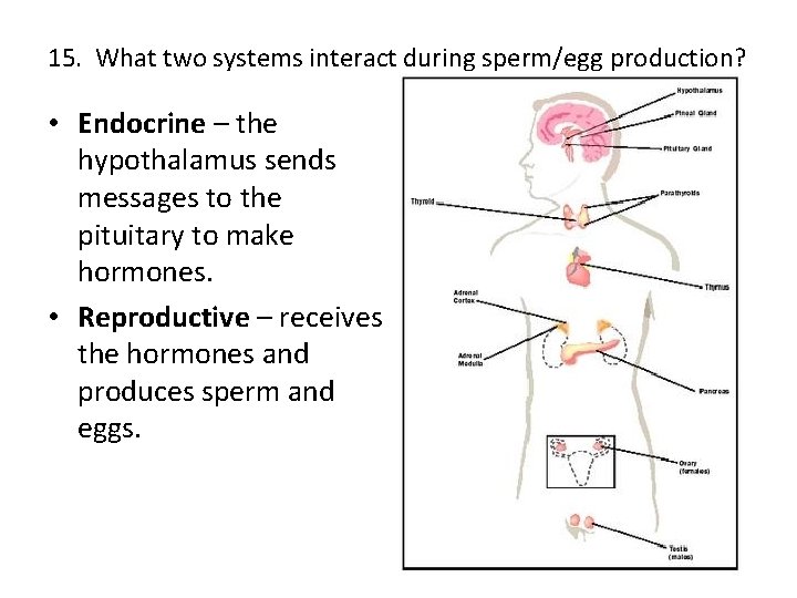15. What two systems interact during sperm/egg production? • Endocrine – the hypothalamus sends