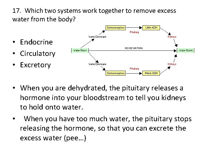 17. Which two systems work together to remove excess water from the body? •
