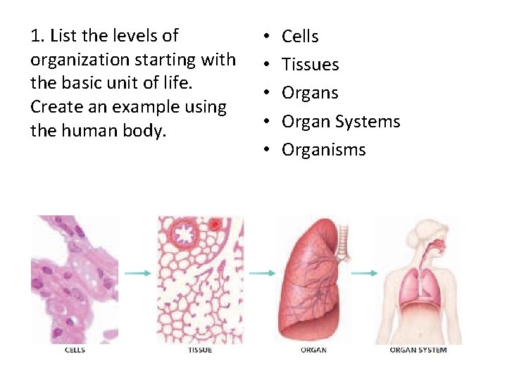 1. List the levels of organization starting with the basic unit of life. Create