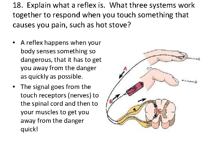 18. Explain what a reflex is. What three systems work together to respond when