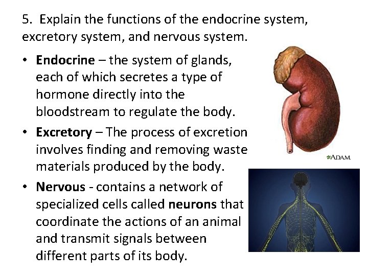 5. Explain the functions of the endocrine system, excretory system, and nervous system. •