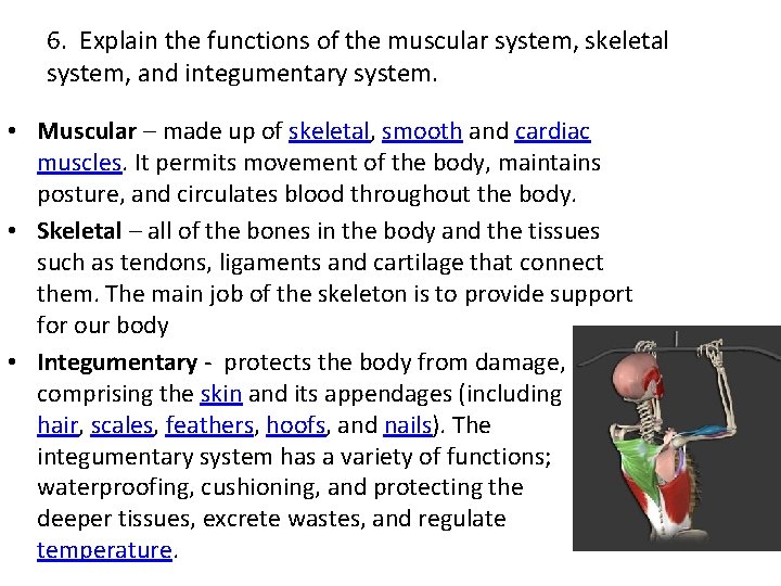 6. Explain the functions of the muscular system, skeletal system, and integumentary system. •