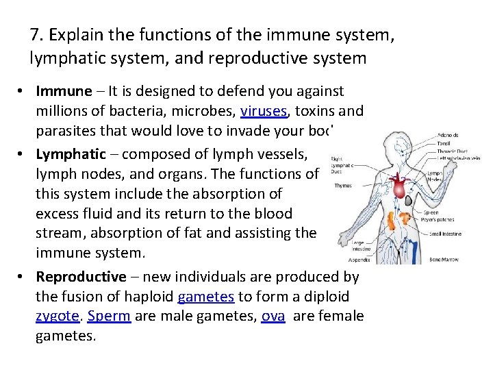 7. Explain the functions of the immune system, lymphatic system, and reproductive system •