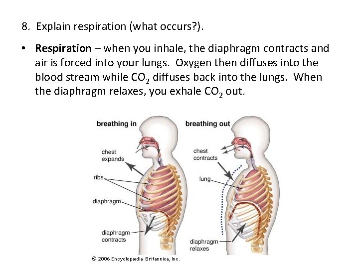 8. Explain respiration (what occurs? ). • Respiration – when you inhale, the diaphragm