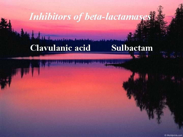 Inhibitors of beta-lactamases Clavulanic acid Sulbactam 