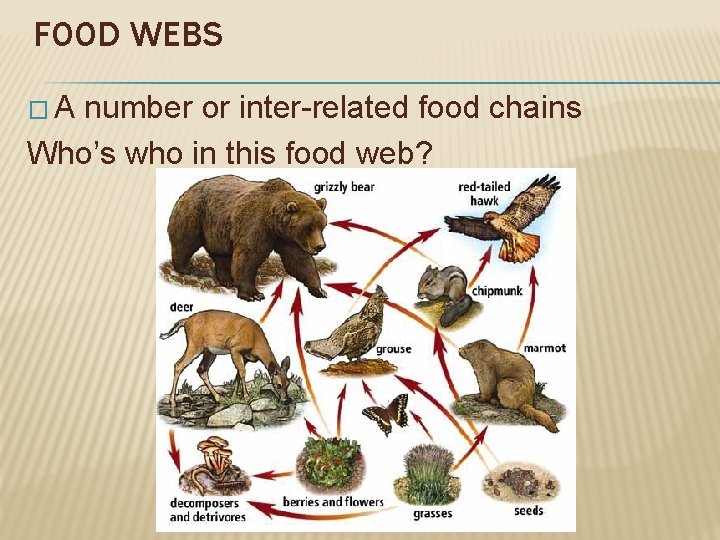 FOOD WEBS �A number or inter-related food chains Who’s who in this food web?