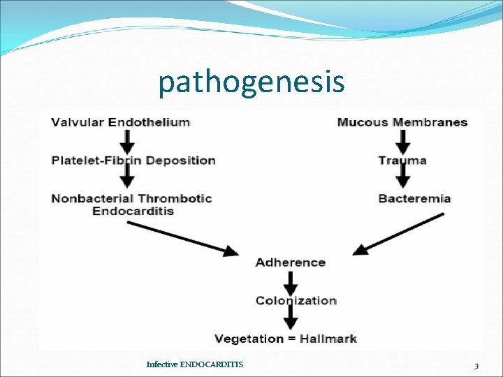 pathogenesis Infective ENDOCARDITIS 3 