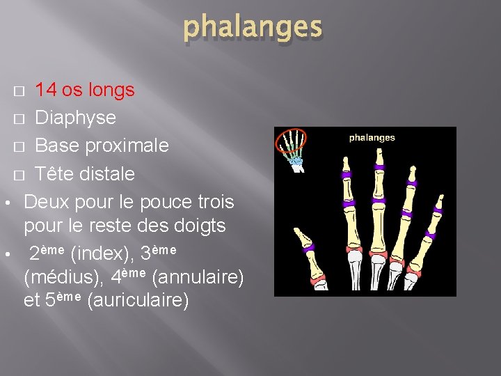 phalanges 14 os longs � Diaphyse � Base proximale � Tête distale • Deux