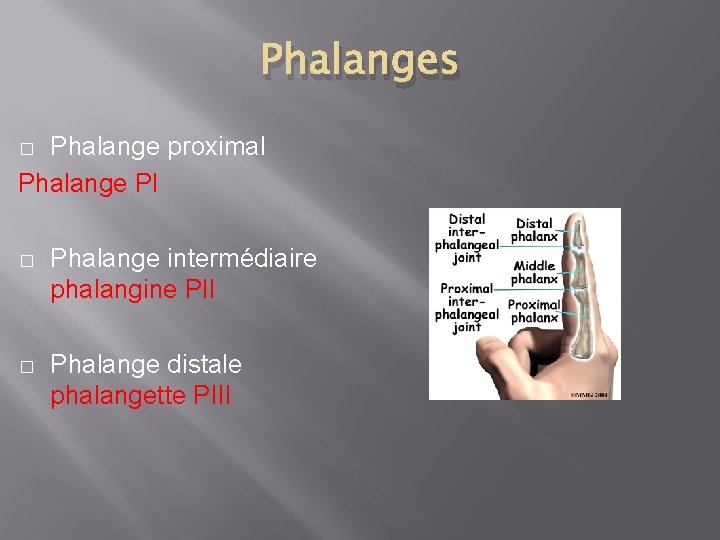 Phalanges Phalange proximal Phalange PI � � Phalange intermédiaire phalangine PII � Phalange distale