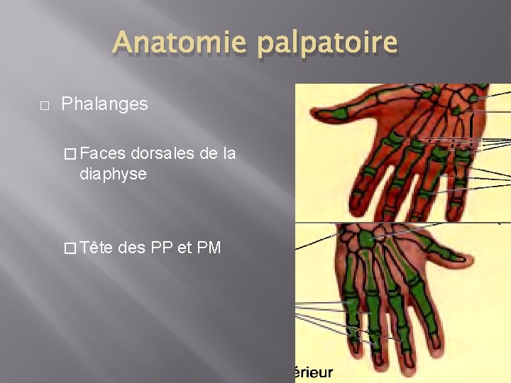 Anatomie palpatoire � Phalanges � Faces dorsales de la diaphyse � Tête des PP