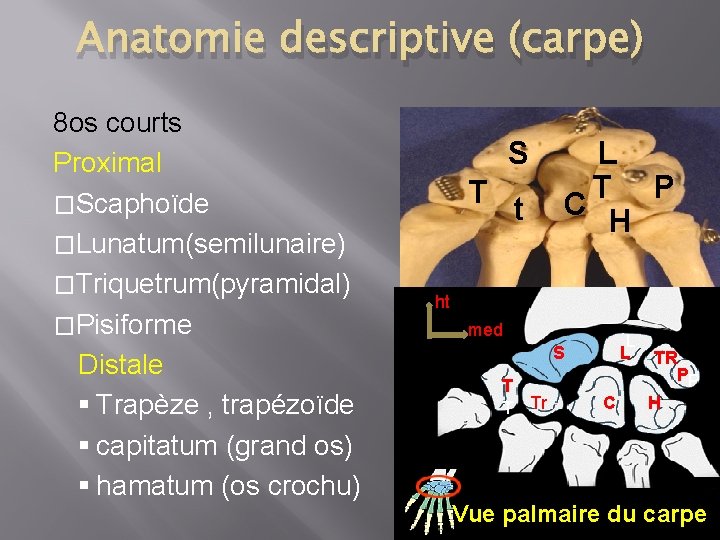 Anatomie descriptive (carpe) 8 os courts Proximal �Scaphoïde �Lunatum(semilunaire) �Triquetrum(pyramidal) �Pisiforme Distale § Trapèze