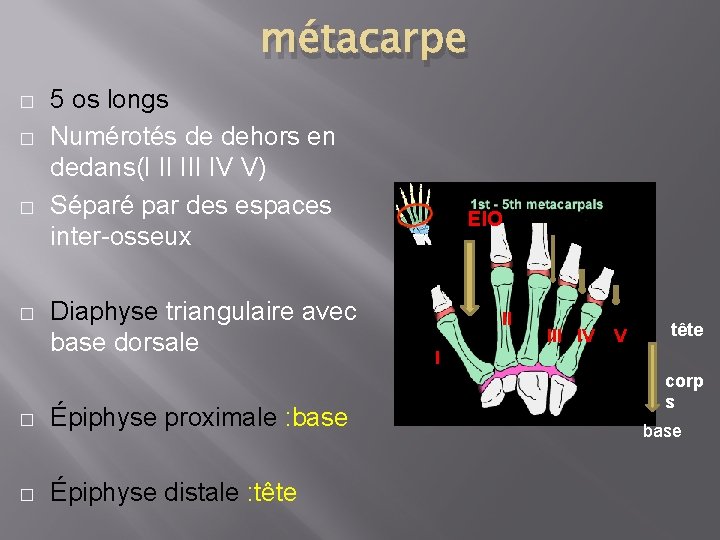 métacarpe � � 5 os longs Numérotés de dehors en dedans(I II IV V)