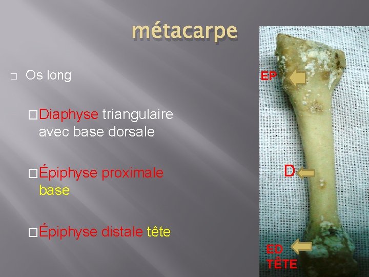 métacarpe � Os long EP �Diaphyse triangulaire avec base dorsale �Épiphyse proximale D base