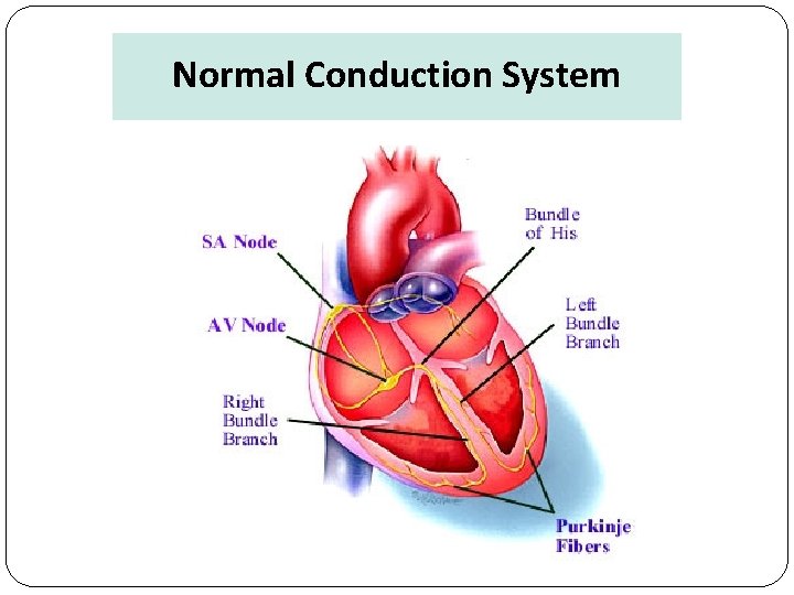 Normal Conduction System 