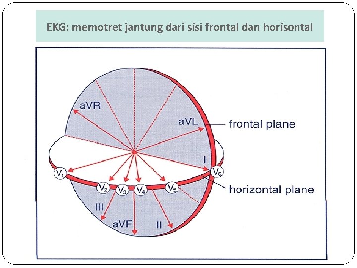 EKG: memotret jantung dari sisi frontal dan horisontal 