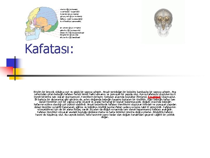 Kafatası: Erişkin bireyde oldukça sert ve güçlü bir yapıya sahiptir. Ancak yenidoğan bir bebekte