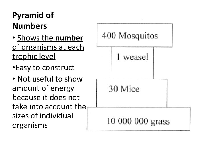 Pyramid of Numbers • Shows the number of organisms at each trophic level •