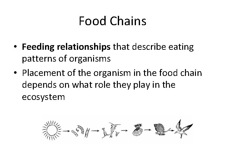 Food Chains • Feeding relationships that describe eating patterns of organisms • Placement of