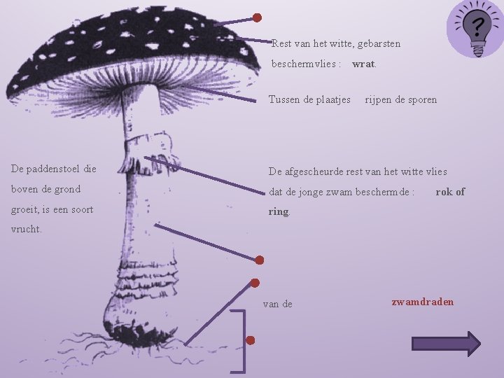 Rest van het witte, gebarsten beschermvlies : wrat. Tussen de plaatjes rijpen de sporen