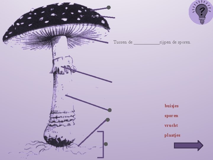 Tussen de ______rijpen de sporen. buisjes sporen vrucht plaatjes 