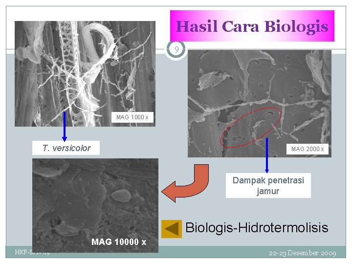 Hasil Cara Biologis 9 MAG 1000 x T. versicolor MAG 2000 x Dampak penetrasi