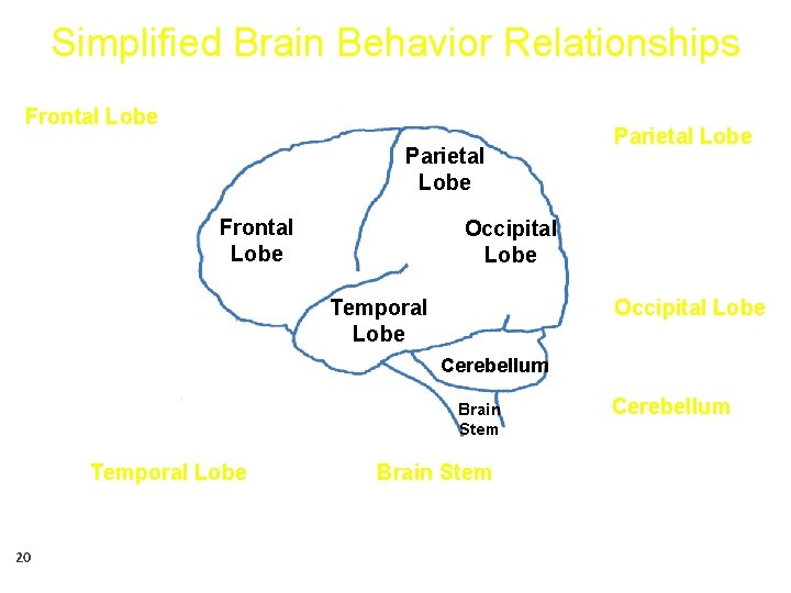 Simplified Brain Behavior Relationships Frontal Lobe • Initiation • Problem solving • Judgment •