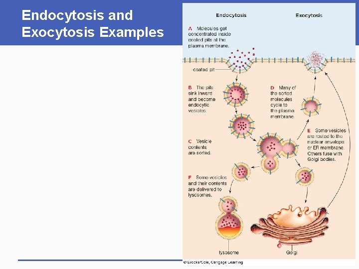 Endocytosis and Exocytosis Examples 