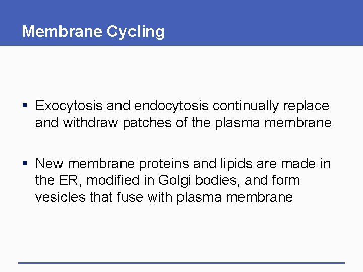 Membrane Cycling § Exocytosis and endocytosis continually replace and withdraw patches of the plasma