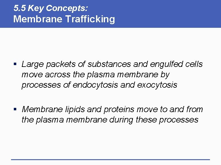 5. 5 Key Concepts: Membrane Trafficking § Large packets of substances and engulfed cells