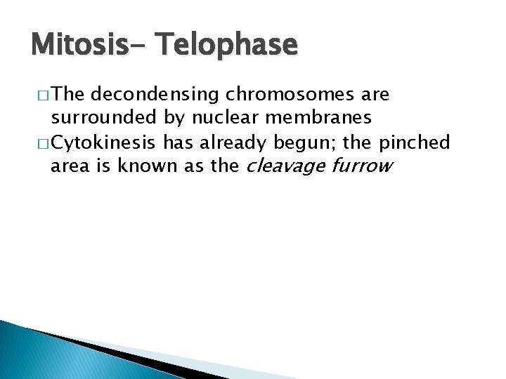 Mitosis- Telophase � The decondensing chromosomes are surrounded by nuclear membranes � Cytokinesis has