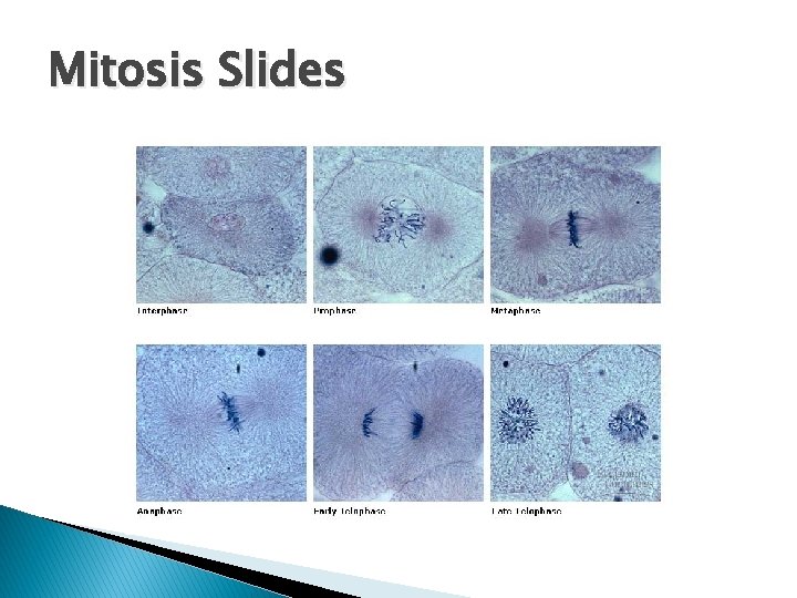 Mitosis Slides 