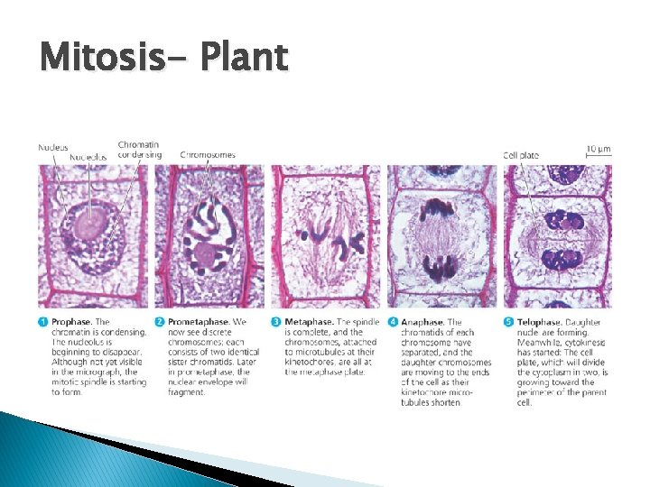 Mitosis- Plant 