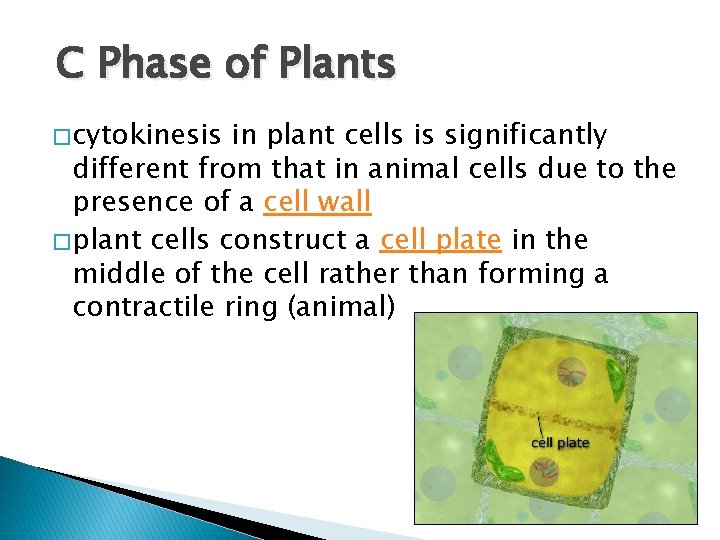 C Phase of Plants � cytokinesis in plant cells is significantly different from that