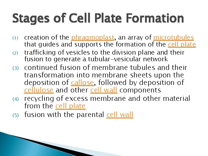 Stages of Cell Plate Formation (1) (2) (3) (4) (5) creation of the phragmoplast,