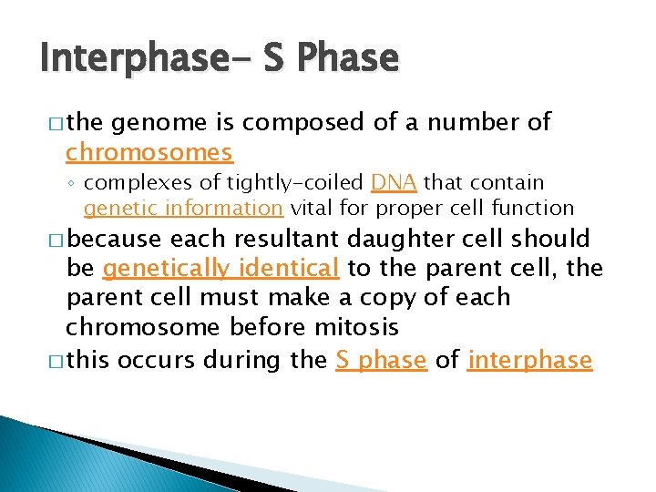 Interphase- S Phase � the genome is composed of a number of chromosomes ◦