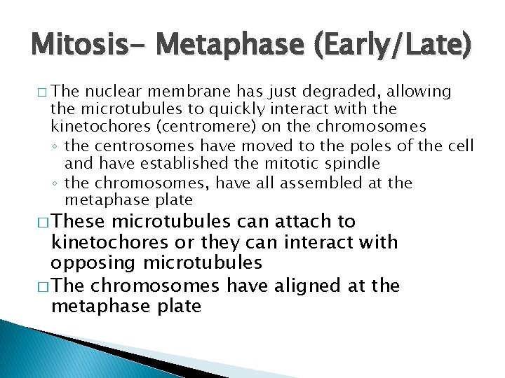 Mitosis- Metaphase (Early/Late) � The nuclear membrane has just degraded, allowing the microtubules to