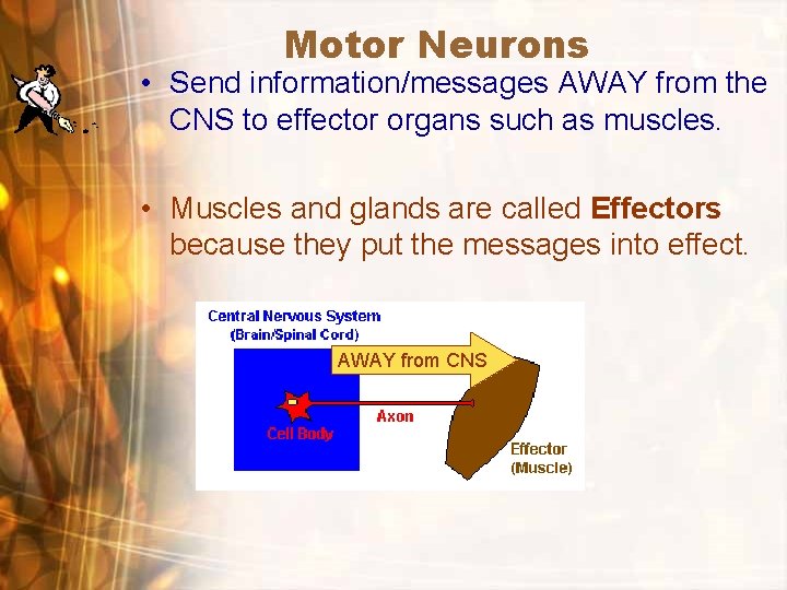Motor Neurons • Send information/messages AWAY from the CNS to effector organs such as