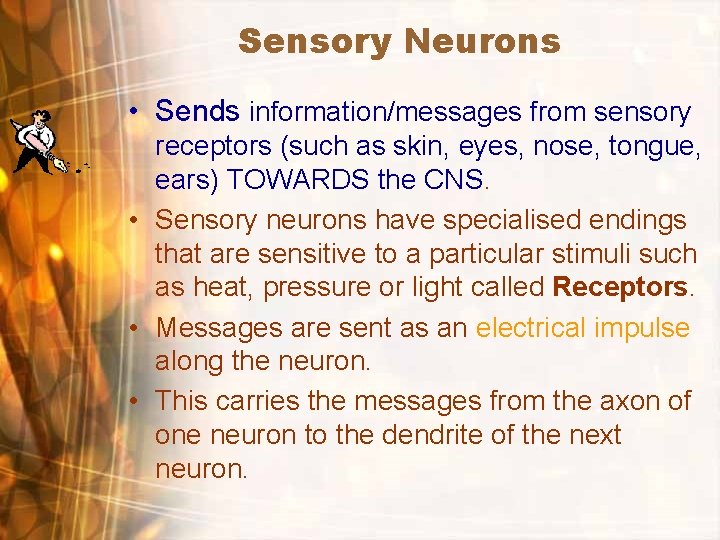 Sensory Neurons • Sends information/messages from sensory receptors (such as skin, eyes, nose, tongue,