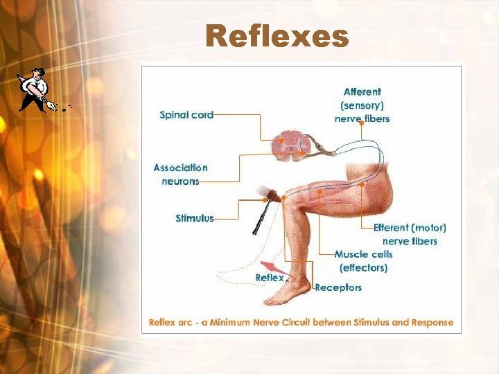 Reflexes 