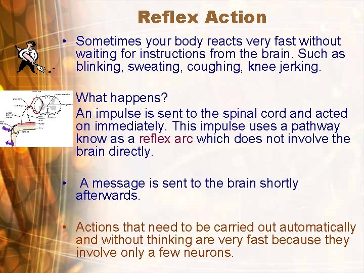 Reflex Action • Sometimes your body reacts very fast without waiting for instructions from