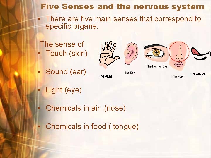 Five Senses and the nervous system • There are five main senses that correspond