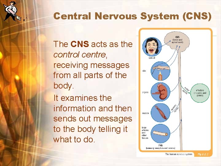 Central Nervous System (CNS) The CNS acts as the control centre, receiving messages from