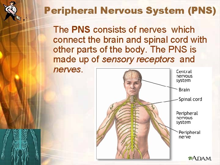 Peripheral Nervous System (PNS) The PNS consists of nerves which connect the brain and