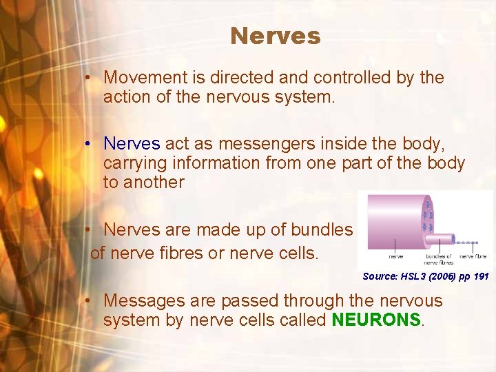 Nerves • Movement is directed and controlled by the action of the nervous system.