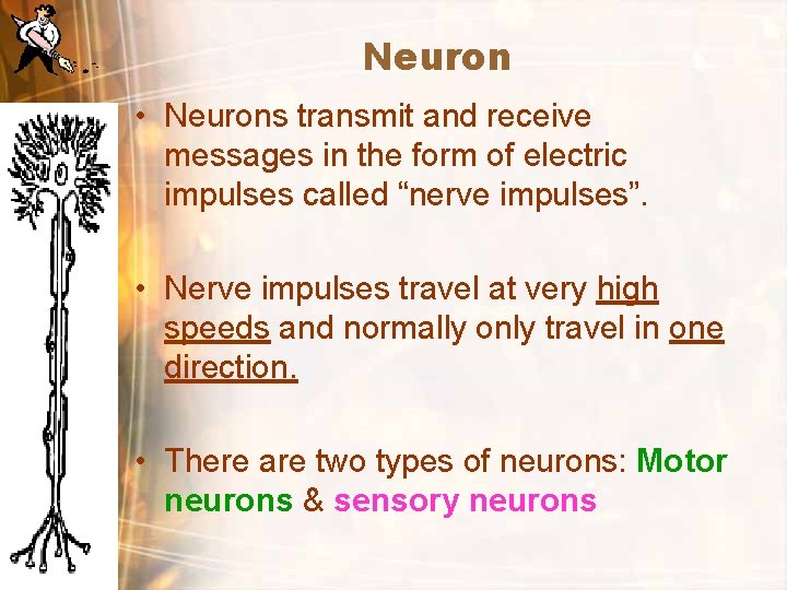 Neuron • Neurons transmit and receive messages in the form of electric impulses called