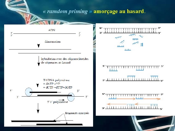  « ramdom priming » amorçage au hasard. 