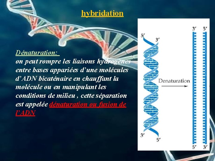 hybridation Dénaturation: on peut rompre les liaisons hydrogènes entre bases appariées d’une molécules d’ADN