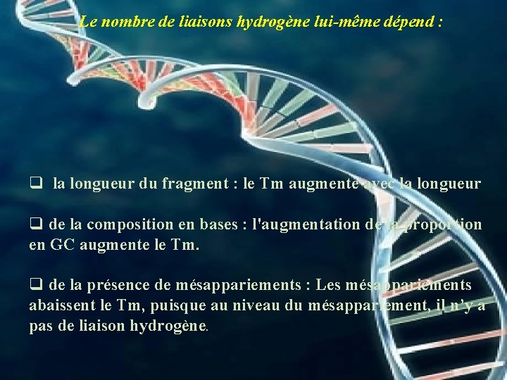 Le nombre de liaisons hydrogène lui-même dépend : q la longueur du fragment :