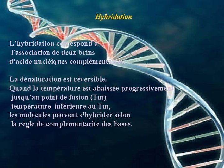 Hybridation L’hybridation correspond à l'association de deux brins d'acide nucléiques complémentaires. La dénaturation est