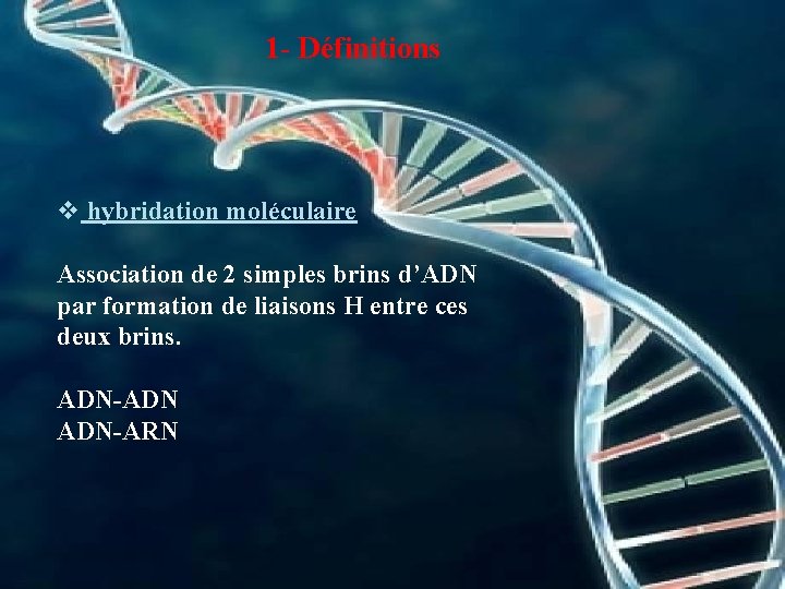 1 - Définitions v hybridation moléculaire Association de 2 simples brins d’ADN par formation